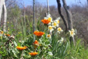 1 trekking lunigiana toscana via volto santo