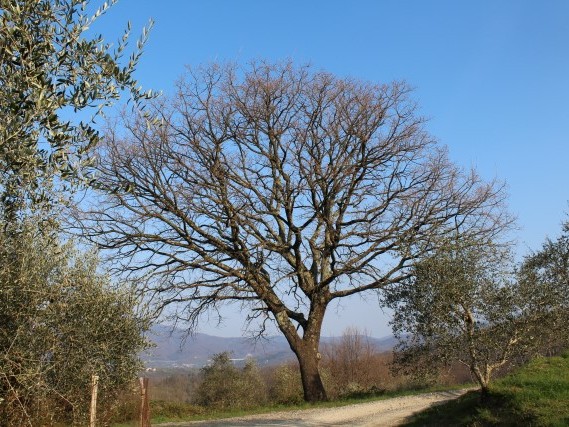 Via del Volto Santo - Trekking Toscana Via del Volto Santo - Trekking Toscana