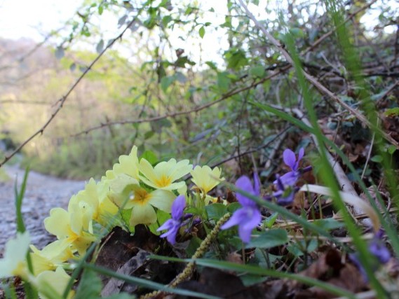Via del Volto Santo - Trekking Lunigiana Lucca Via del Volto Santo - Trekking Lunigiana Lucca