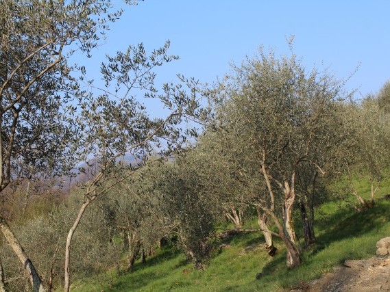 Via del Volto Santo - Trekking Lunigiana Lucca Via del Volto Santo - Trekking Lunigiana Lucca