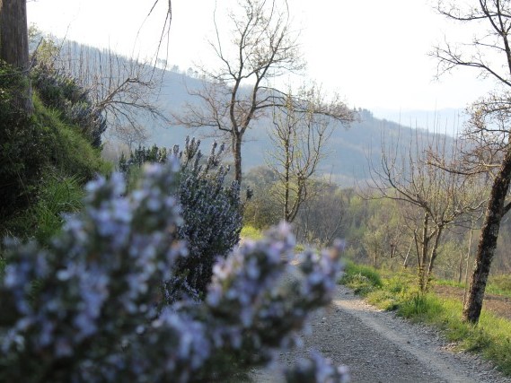 Via del Volto Santo - Trekking Lunigiana Lucca Via del Volto Santo - Trekking Lunigiana Lucca