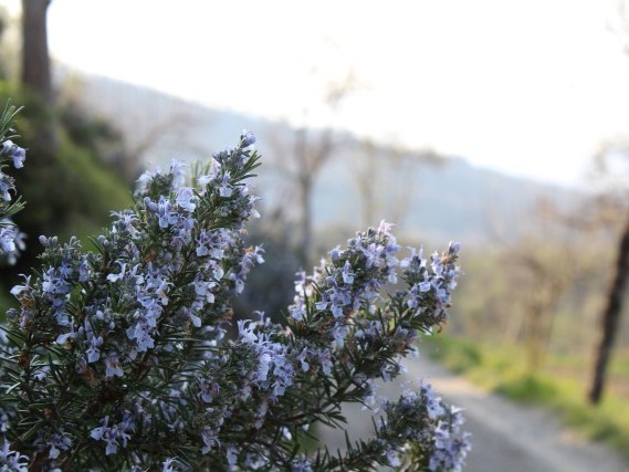 Via del Volto Santo - Trekking Lunigiana Lucca Via del Volto Santo - Trekking Lunigiana Lucca