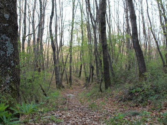 Via del Volto Santo - Trekking Lunigiana Lucca Via del Volto Santo - Trekking Lunigiana Lucca