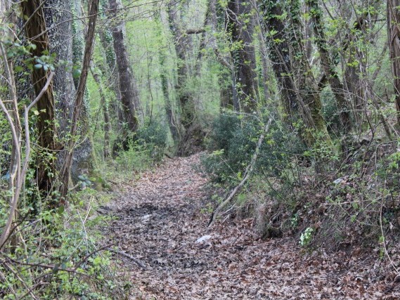 Via del Volto Santo - Trekking Lunigiana Lucca Via del Volto Santo - Trekking Lunigiana Lucca