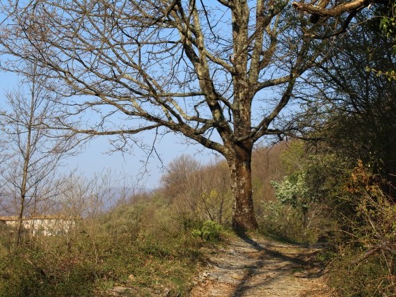 Via del Volto Santo - Trekking Via Francigena Via del Volto Santo - Trekking Via Francigena