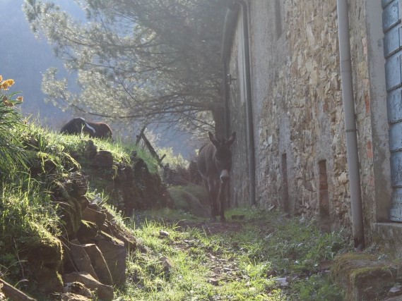 Via del Volto Santo - Trekking Via Francigena Via del Volto Santo - Trekking Via Francigena