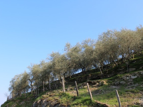 Via del Volto Santo - Trekking Via Francigena Via del Volto Santo - Trekking Via Francigena