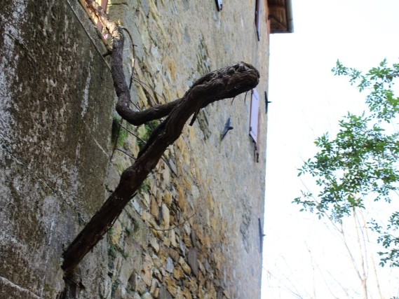 Via del Volto Santo Viaggiare a piedi in Toscana Via del Volto Santo Viaggiare a piedi in Toscana