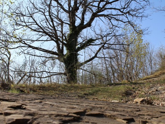 Via del Volto Santo percorsi a piedi lunigiana Via del Volto Santo percorsi a piedi lunigiana