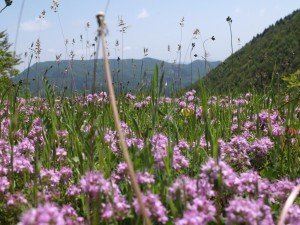 Vacanze Toscana trekking appennino 4