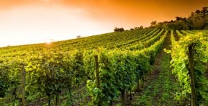 itinerari vino toscana degustazioni vino