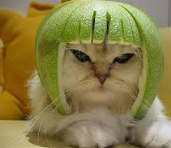 video divertente gatti