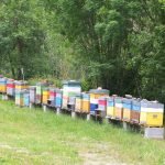 Itinerario francigena liguria giugno (9)
